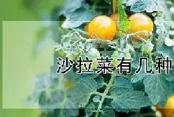 沙拉菜有几种蔬菜