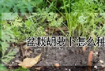 盆栽胡萝卜怎么种植方法