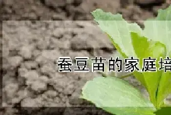 蚕豆苗的家庭培植法