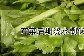 芹菜后期浇水倒伏怎么办