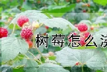 树莓怎么浇水