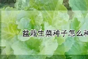 盆栽生菜种子怎么种植方法