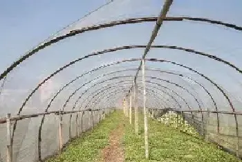 大棚野菜种植前景怎么样 哪些野菜适合大棚种植