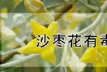 沙枣花有毒吗