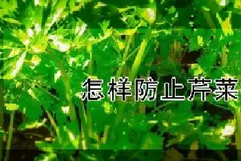 怎样防止芹菜抽苔