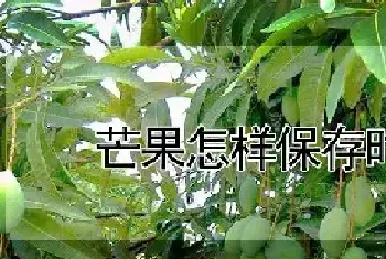 芒果怎样保存时间长