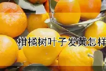 柑橘树叶子发黄怎样补救