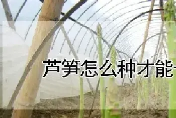 芦笋怎么种才能长得粗