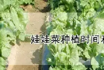 娃娃菜种植时间和方法