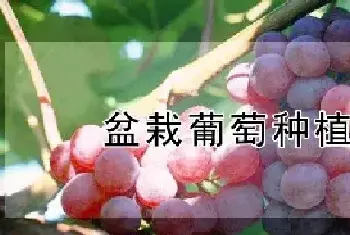 盆栽葡萄种植方法