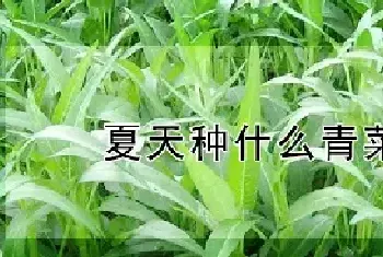 夏天种什么青菜合适