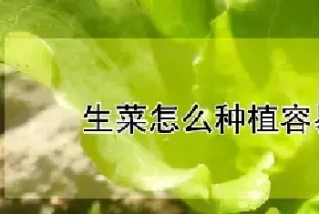 生菜怎么种植容易发芽