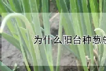 为什么阳台种葱总是死