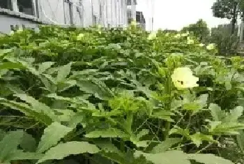 8月份黄秋葵的种植管理要点