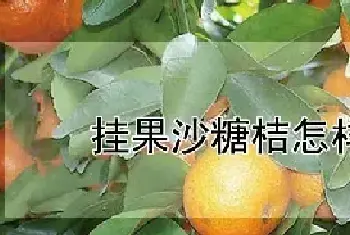 挂果沙糖桔怎样促花