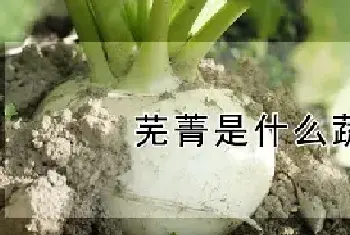 芜菁是什么蔬菜