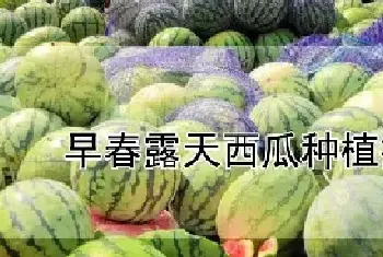 早春露天西瓜种植技术