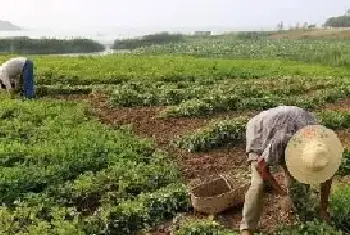 种植花生，后期管理注意做好这“四防”!