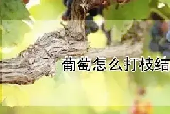 葡萄怎么打枝结果多