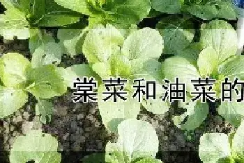 棠菜和油菜的区别