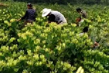 种金银花春季种子繁殖