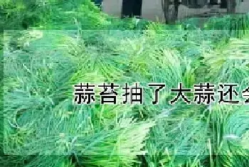 蒜苔抽了大蒜还会长吗