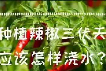 种植辣椒三伏天应该怎样浇水？三伏天辣椒浇水的方法