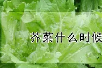 芥菜什么时候成熟