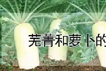 芜菁和萝卜的区别