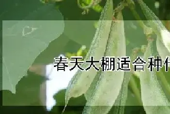 春天大棚适合种什么菜