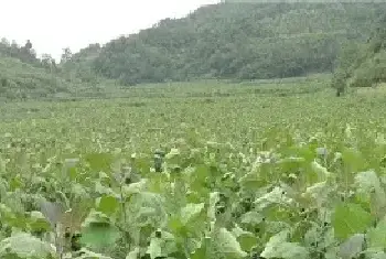 雪莲果的种植技巧详解