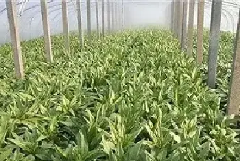 大棚冬莴笋种植技术讲解