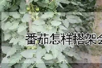 番茄怎样搭架会高产