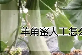 羊角蜜人工怎么授粉