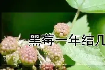 黑莓一年结几次果