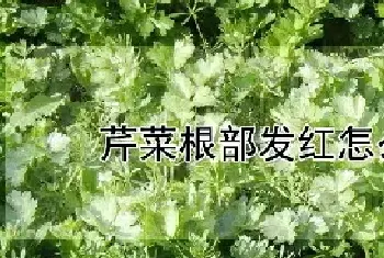 芹菜根部发红怎么处理