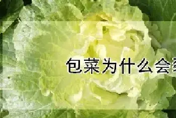 包菜为什么会裂开