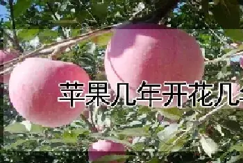 苹果几年开花几年结果