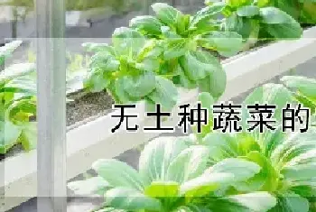 无土种蔬菜的方法