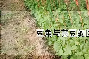 豆角与芸豆的区别