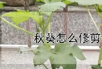 秋葵怎么修剪增产