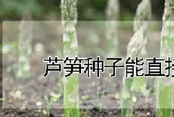 芦笋种子能直接种吗