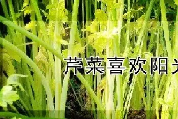 芹菜喜欢阳光吗