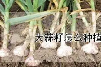 大蒜籽怎么种植技术