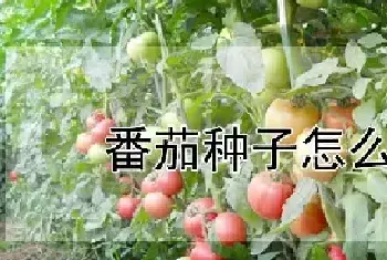 番茄种子怎么催芽