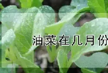 油菜在几月份播种