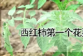 西红柿第一个花要掐吗