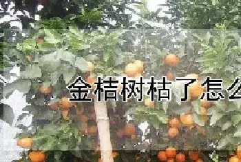 金桔树枯了怎么救活