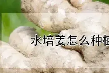 水培姜怎么种植方法