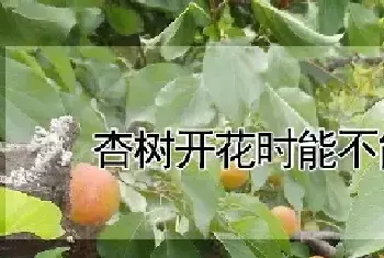 杏树开花时能不能浇水